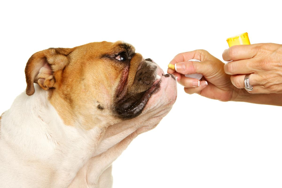 Prednisona para perros: qué es, para qué sirve, dosis y efectos secundarios