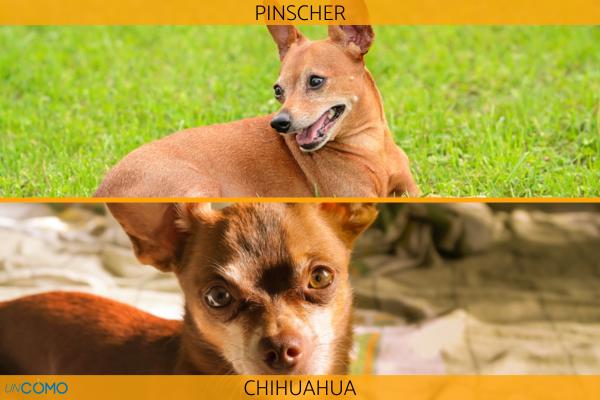 Diferencia entre pinscher y chihuahua - Principales diferencias entre pinscher y chihuahua