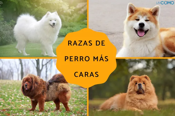 cual es la raza de perro mas cara del mundo
