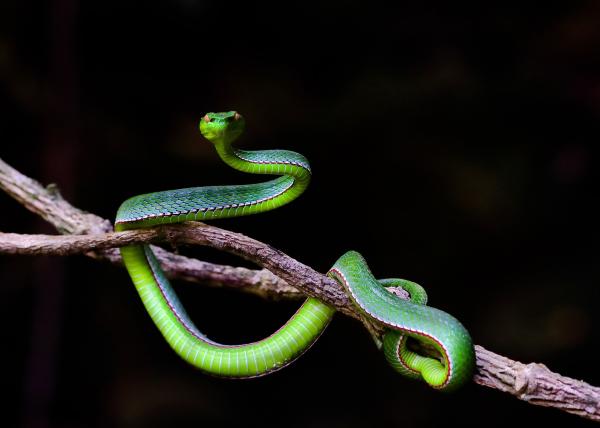 Qué significa soñar con serpientes de colores - Interpretación general de las serpientes en sueños