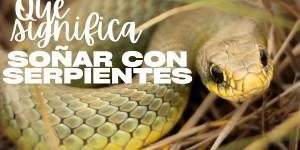 Qué significa soñar con serpientes de colores