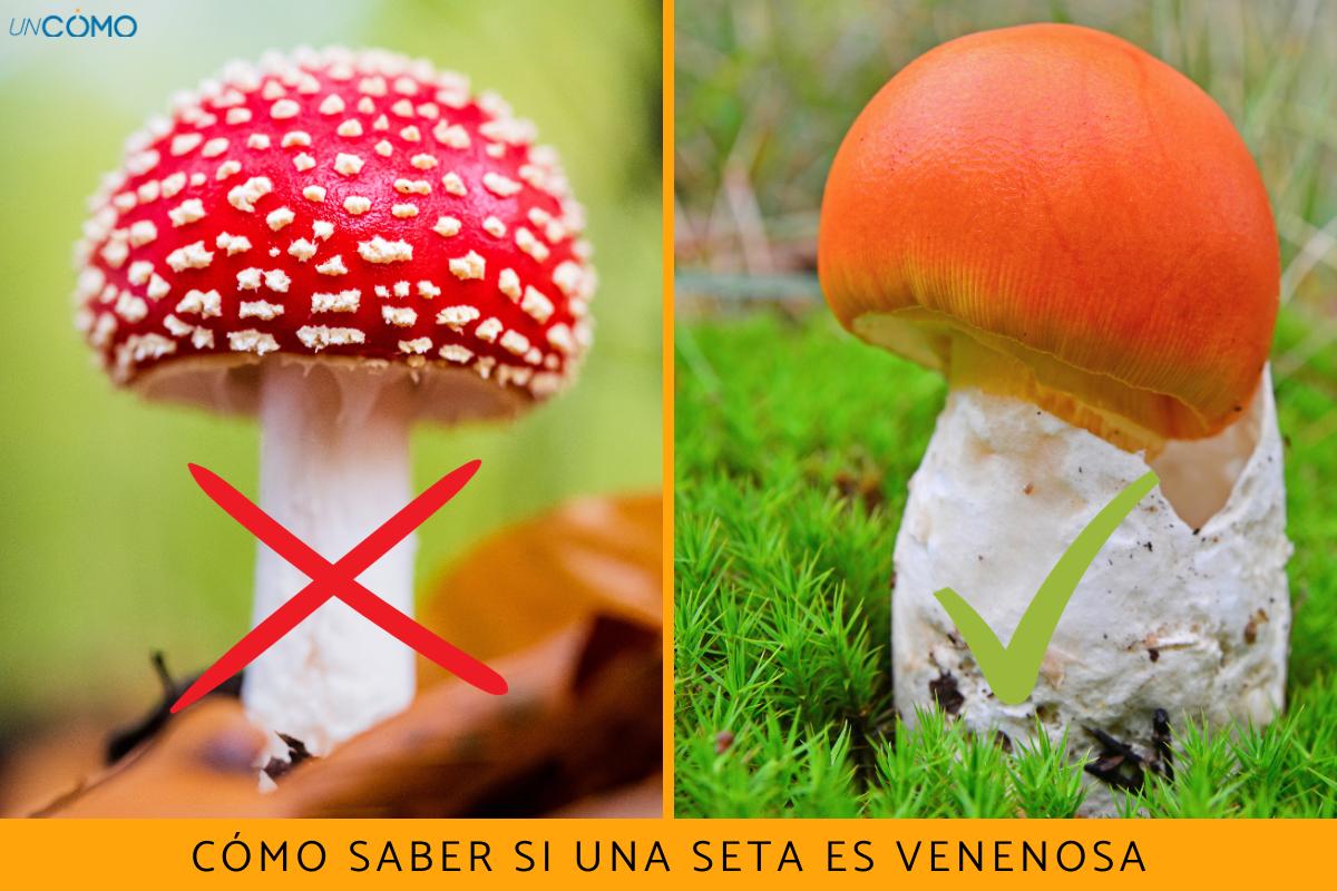 Cómo saber si una seta es venenosa