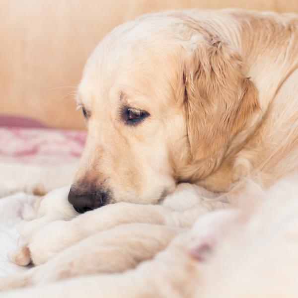 los perros tienen sangrado de implantación
