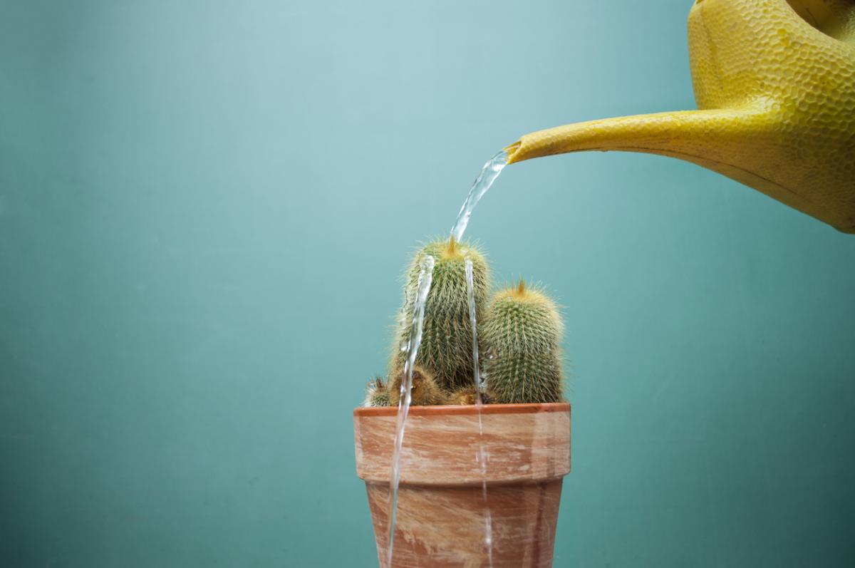 Cada cuánto se riega un cactus