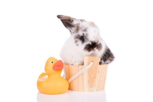 Cómo debe ser la higiene de mi conejo