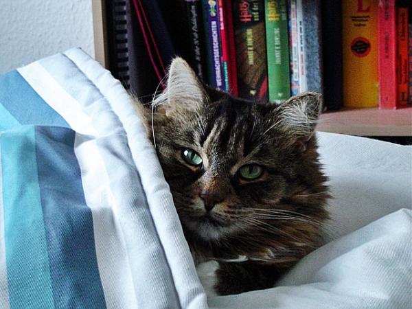 Cómo proteger a un gato del frío