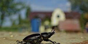 Cómo ven los insectos