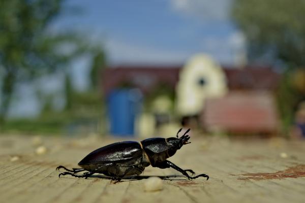 Cómo ven los insectos