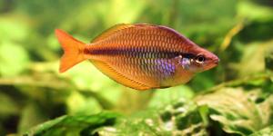 Cómo cambiar a los peces de un acuario a otro