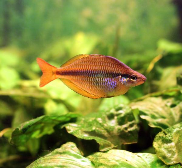 Cómo cambiar a los peces de un acuario a otro