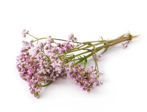 Valeriana para dormir: cómo tomarla, dosis y contraindicaciones - Valeriana para dormir: propiedades