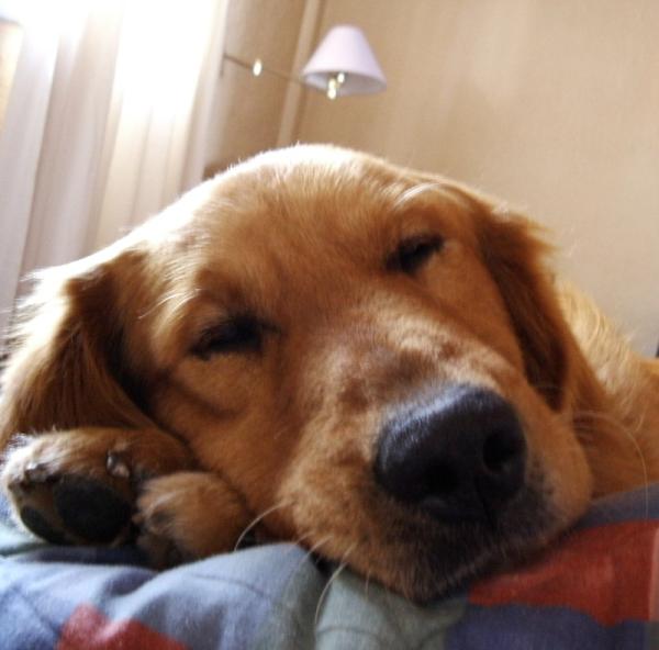 cómo evito que mi perro gampr armenio muerda sillas