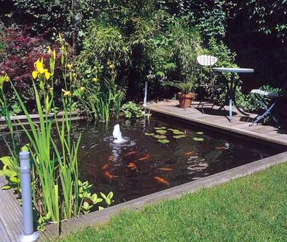 Cómo limpiar un estanque con peces