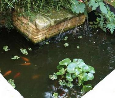 Cómo limpiar un estanque con peces - Paso 2