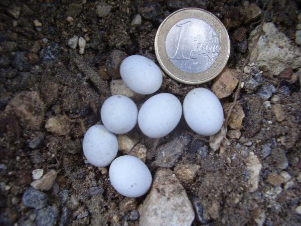 Cómo identificar los huevos de serpiente - Cómo identificar huevos de serpiente 