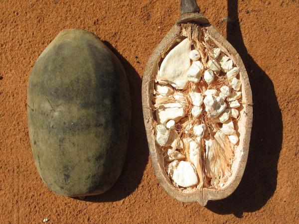 Propiedades medicinales del baobab