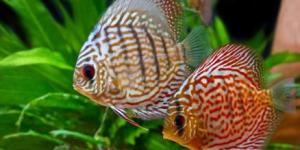 Cómo cuidar a un pez de agua dulce