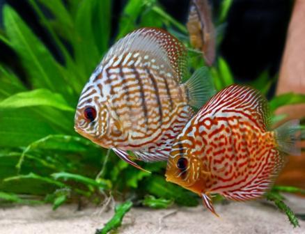 Cómo cuidar a un pez de agua dulce