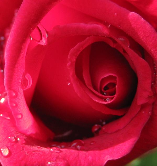 Cómo tratar los talones resecos con remedios caseros - Paso 4