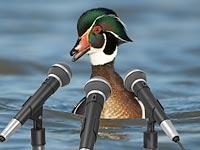 Curiosidades sobre los animales - El graznido del pato