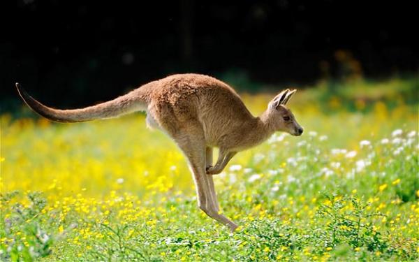 Curiosidades sobre los animales - El nombre de los canguros en inglés: KANGAROO