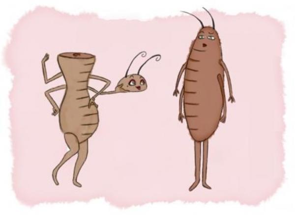 Curiosidades sobre los animales - Las cucarachas