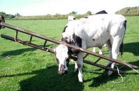 Curiosidades sobre los animales - Las vacas