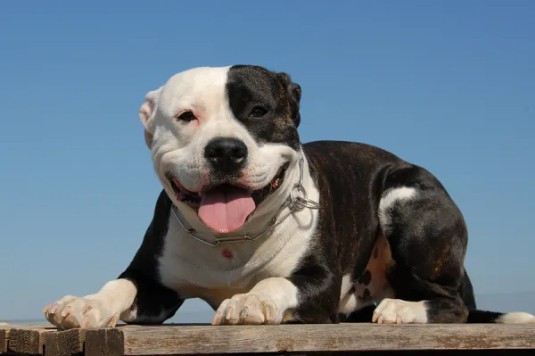 cuanto cuesta enviar un pitbull