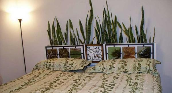 ¿Es perjudicial dormir con plantas por la noche?