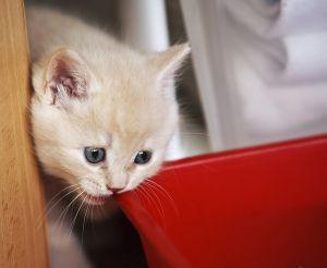 Cómo hacer que mi gato sea menos agresivo