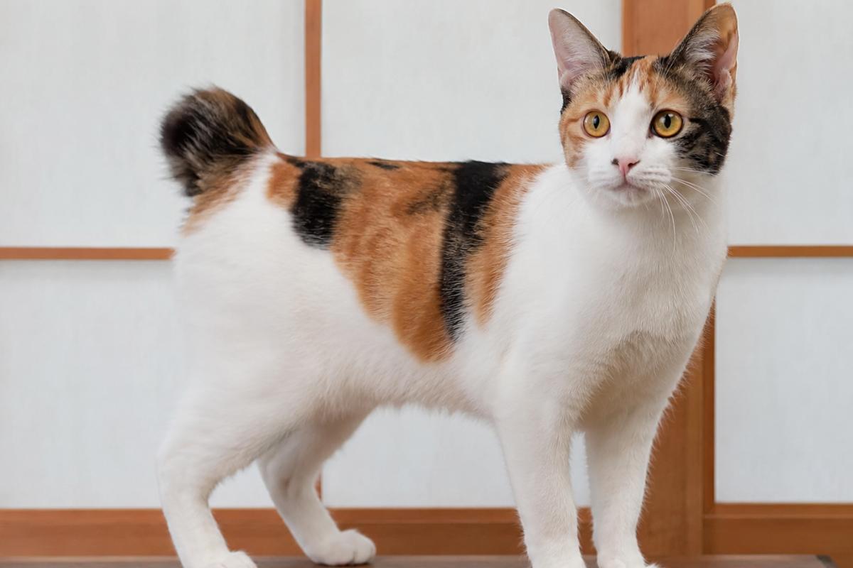 Gatos con cola corta: razas de felinos con esta curiosa característica