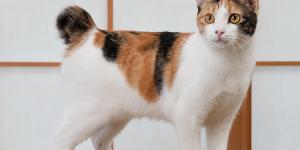 Gatos con cola corta: razas de felinos con esta curiosa característica