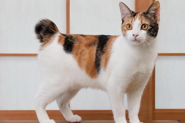 Gatos con cola corta: razas de felinos con esta curiosa característica