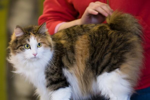 Gatos con cola corta: razas de felinos con esta curiosa característica - Kurilian Bobtail