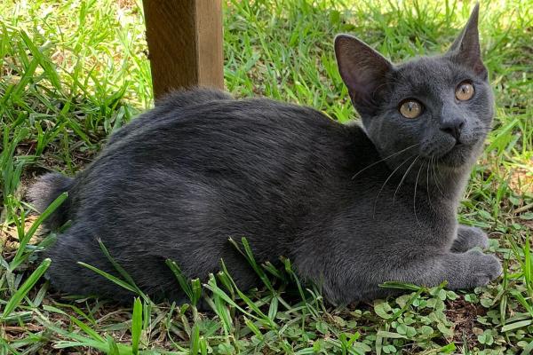 Gatos con cola corta: razas de felinos con esta curiosa característica - Manx