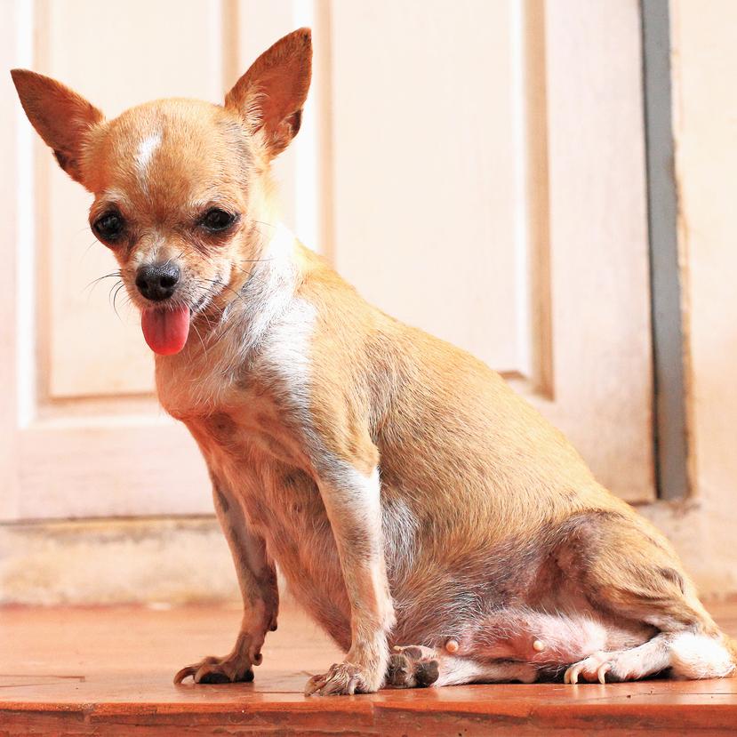 con que puedo desparasitar a mi perra embarazada