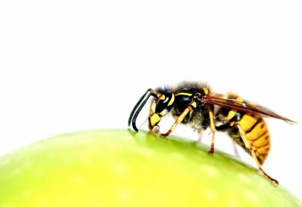 Qué hacer en caso de picadura de avispa