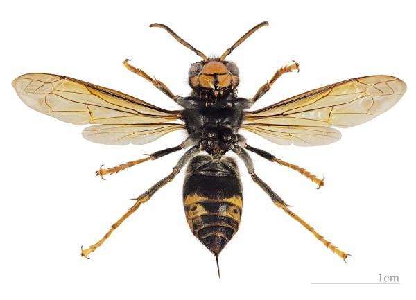 Qué hacer en caso de picadura de avispa - Qué hacer si te pica una avispa asiática