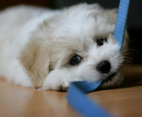 Cómo pasear a un cachorro - Paso 1