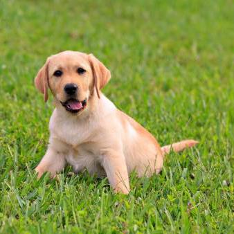 Cómo pasear a un cachorro - Paso 4