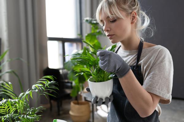 Por qué mis plantas de interior no crecen