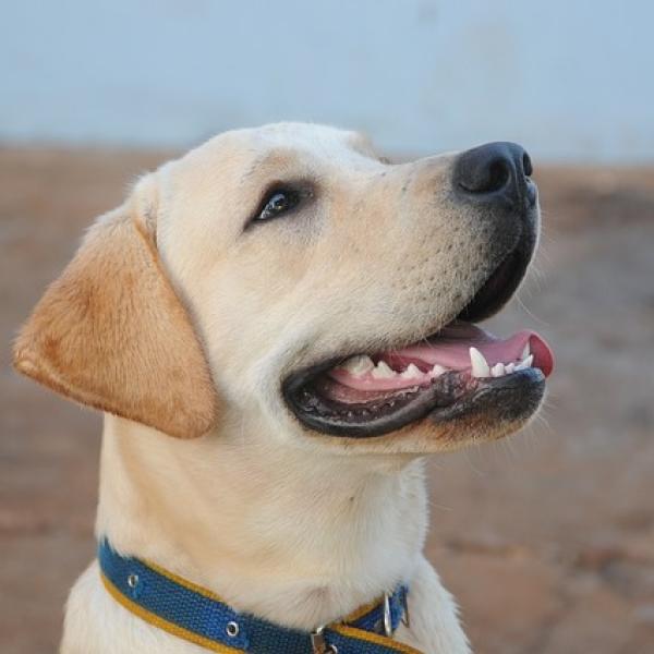 cuanto debe pesar un cachorro labrador de 9 semanas