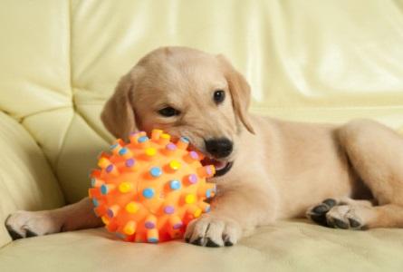 Juguetes para labradores cheap