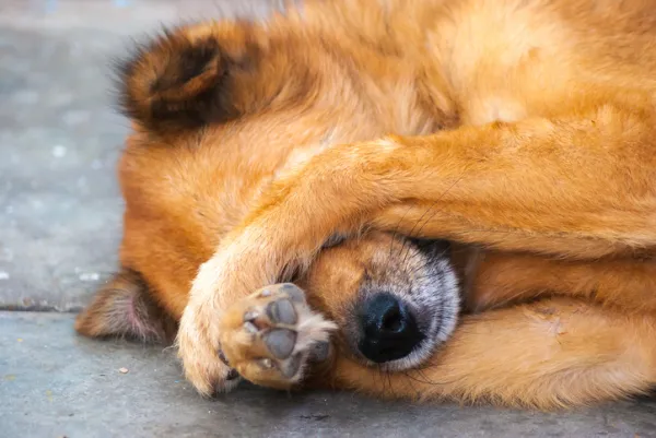 por que mi perro nunca ladra