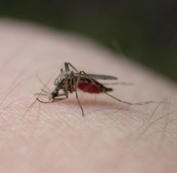 Cómo tratar las picaduras de mosquito infectadas