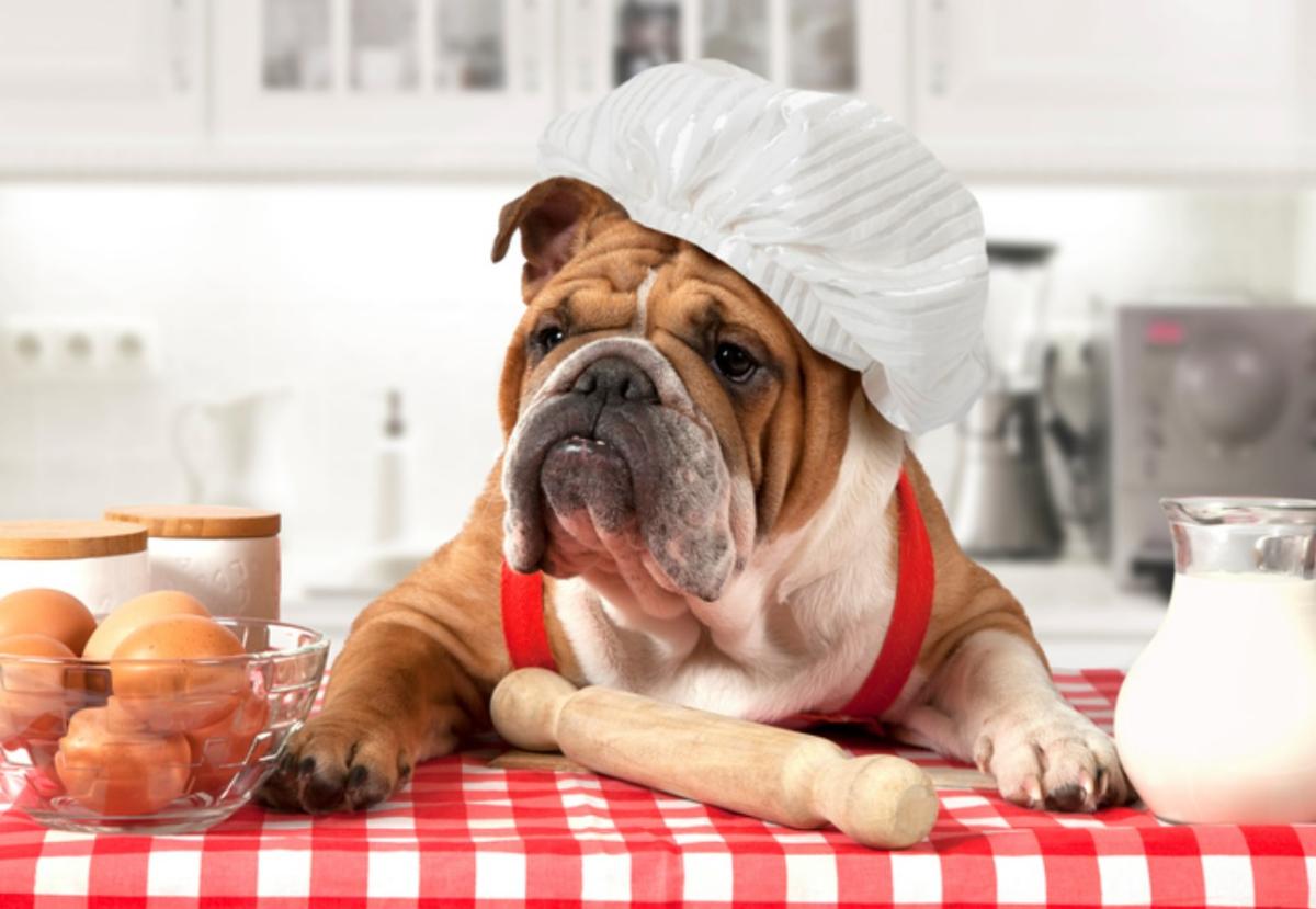 ¿Los perros pueden comer huevo?