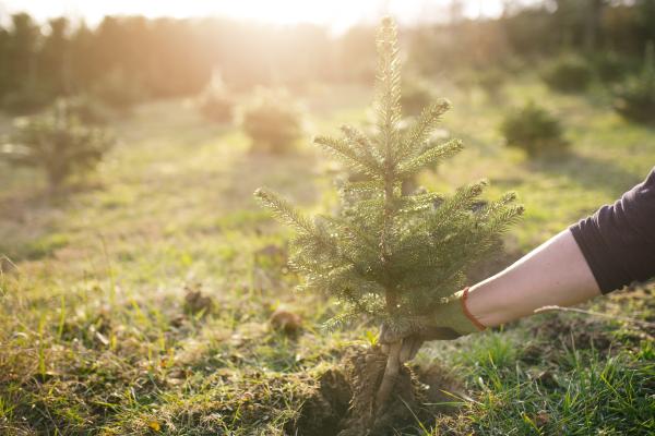 Tipos de árboles de Navidad: cómo elegir el ideal - Árbol de Navidad natural tradicional (abeto o pino)