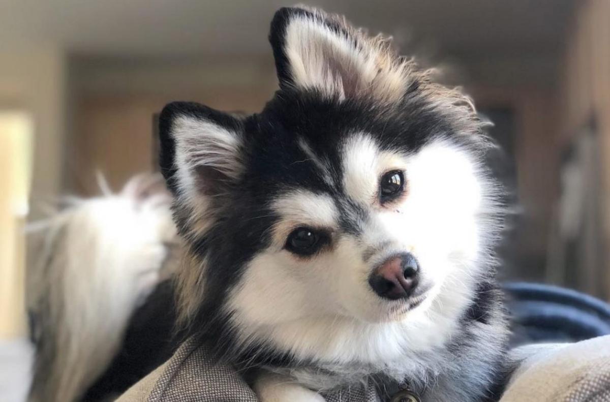 Cómo cuidar a un pomsky