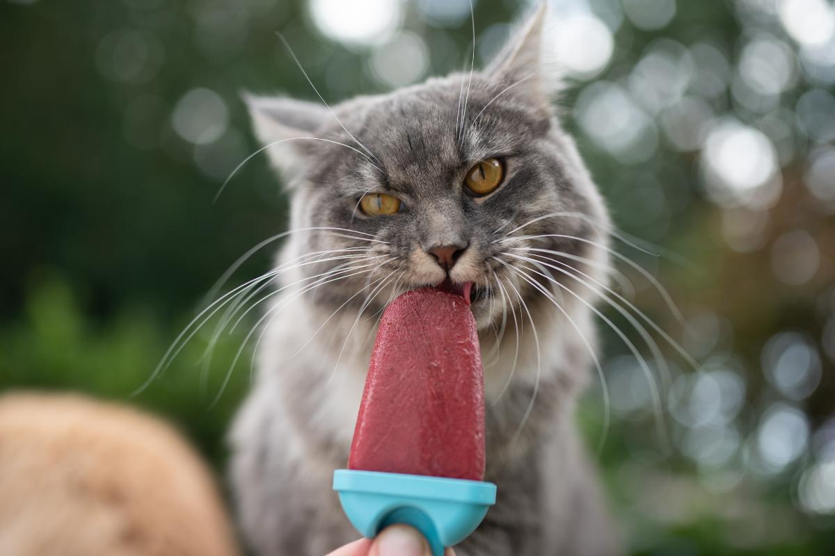 Cómo hacer helado para gatos: una opción refrescante para tu mascota