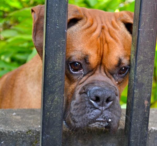 Cómo saber si mi perro tiene problemas del corazón